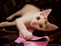 Беленький котёнок в дар - Изображение #1, Объявление #1128855
