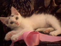Беленький котёнок в дар - Изображение #2, Объявление #1128855