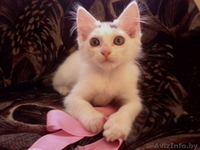 Беленький котёнок в дар - Изображение #3, Объявление #1128855