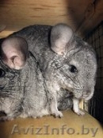 Шиншилленок ищет новых родителей - Изображение #2, Объявление #1131264
