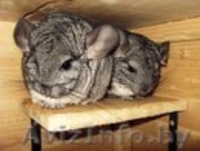 Шиншилленок ищет новых родителей - Изображение #1, Объявление #1131264