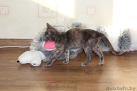 Котёнок Элси, 3 мес. ищет себе надёжного хозяина. - Изображение #1, Объявление #1169398