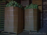 капуста белокочанная  - Изображение #2, Объявление #1197790