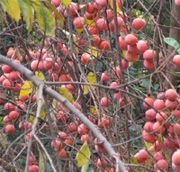 Хурма Виргинская или Американская. - Изображение #1, Объявление #1189878