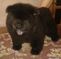 Чау-чау щенки  от элитных родителей. - Изображение #4, Объявление #1196531