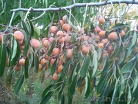 Хурма Виргинская или Американская. - Изображение #4, Объявление #1189878