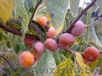 Хурма Виргинская или Американская. - Изображение #5, Объявление #1189878