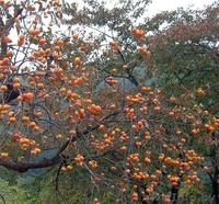 Хурма Виргинская или Американская. - Изображение #3, Объявление #1189878