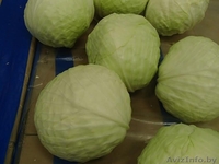 капуста белокочанная  - Изображение #1, Объявление #1197790