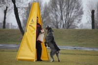 Дрессировка собак в Бресте - Изображение #2, Объявление #1209855