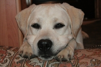 Вязка кобеля лабрадора - Изображение #3, Объявление #1248539