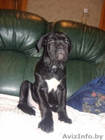 перспективные щенки кане корсо - Изображение #2, Объявление #1252504