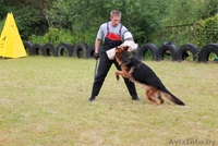 кобель Немецкой овчарки для Вязки - Изображение #4, Объявление #261757