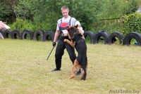 кобель Немецкой овчарки для Вязки - Изображение #5, Объявление #261757