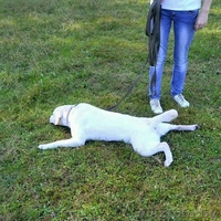 Вязка кобеля лабрадора - Изображение #6, Объявление #1248539