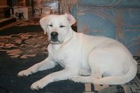 Вязка кобеля лабрадора - Изображение #5, Объявление #1248539