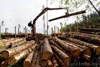 услуги лесовоз с манипулятором  - Изображение #4, Объявление #1258078