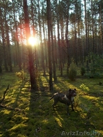 Продаются щенки амстаффа - Изображение #1, Объявление #1268255