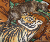 Продаются щенки амстаффа - Изображение #4, Объявление #1268255