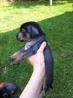 Китайской хохлатой щенки в дар. - Изображение #1, Объявление #1280775