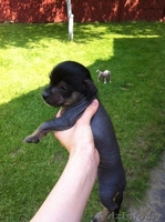 Китайской хохлатой щенки в дар. - Изображение #4, Объявление #1280775