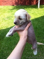 Китайской хохлатой щенки в дар. - Изображение #3, Объявление #1280775