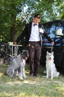 Хендлинг собак в Бресте - Изображение #1, Объявление #1209857