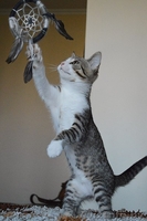 Котенок в дар. Геральт - Изображение #5, Объявление #1300307