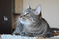 Кассандра . Кошка в дар, Брест - Изображение #2, Объявление #1304140