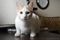 Кот в дар. Лексус - Изображение #2, Объявление #1300243