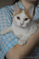 Кот в дар. Лексус - Изображение #3, Объявление #1300243