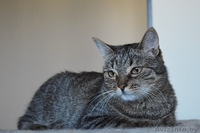 Кассандра . Кошка в дар, Брест - Изображение #4, Объявление #1304140