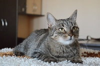 Кассандра . Кошка в дар, Брест - Изображение #6, Объявление #1304140