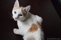 Кот в дар. Лексус - Изображение #1, Объявление #1300243
