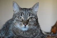 Кассандра . Кошка в дар, Брест - Изображение #7, Объявление #1304140