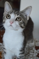 Котенок в дар. Геральт - Изображение #2, Объявление #1300307