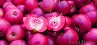  Яблони красномякотные  - Изображение #1, Объявление #1341386