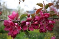  Яблони красномякотные  - Изображение #6, Объявление #1341386