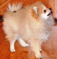  Померанскоий шпиц - Изображение #1, Объявление #1333946