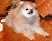  Померанскоий шпиц - Изображение #3, Объявление #1333946