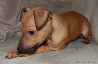 Щенок левретки или итальянской борзой - Изображение #4, Объявление #1333945