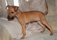 Щенок левретки или итальянской борзой - Изображение #3, Объявление #1333945