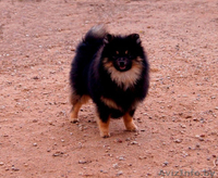 Малого шпица щенок мальчик - Изображение #7, Объявление #1347225