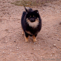 Малого шпица щенок мальчик - Изображение #3, Объявление #1347225