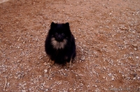 Малого шпица щенок мальчик - Изображение #5, Объявление #1347225