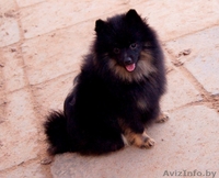 Малого шпица щенок мальчик - Изображение #2, Объявление #1347225