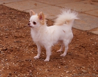 Чихуахуа длинношерстный - Изображение #4, Объявление #1347235