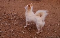 Чихуахуа длинношерстный - Изображение #8, Объявление #1347235