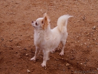 Чихуахуа длинношерстный - Изображение #6, Объявление #1347235