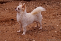 Чихуахуа длинношерстный - Изображение #3, Объявление #1347235